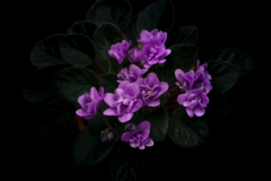 1 ст.л. в банку — и даже мертвая фиалка выстрелит тысячами бутонов: эффект гарантирован