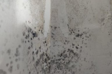 Избавляюсь от черной плесени на раз: 5 простых трюков очистят окна и стены в квартире от конденсата и плесени