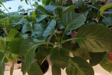 Дачники, не губите рассаду химией: "волшебная" смесь из 3 компонентов — и кусты "жируют" за 3 дня