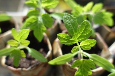 Томатам после всходов — обязательно: урожай бьет все рекорды — хоть на рынке продавай