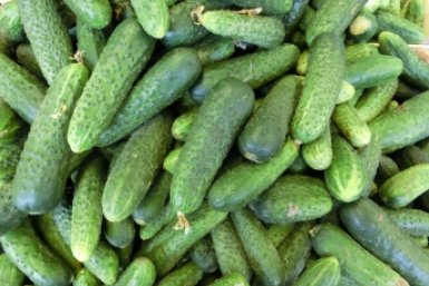 Делаю "одеяло" для огурцов каждый год: Урожай собираю просто "бомбовый"