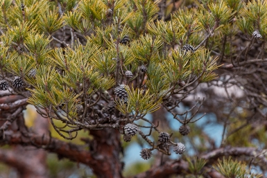 Весной первым делом бегу собирать шишки в лесу - не нарадуюсь смекалке: бесплатное сокровище для дачников