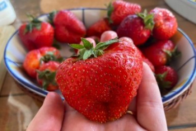 Клубника завалит урожаем: подсыпаю по 1 ложке этого средства в центр куста - ягоды будут весом по 150 грамм