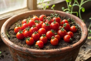 Без перекиси и марганцовки: замачиваю семена томатов в этом растворе - всхожесть 100%