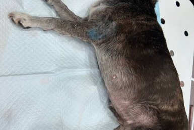 Ветеринары удалили опухоль на лапе у 10-летней собаки в Зиме