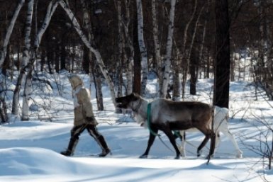 Оленеводы Камчатки Елена Поддубная ИА KamchatkaMedia