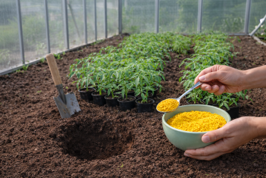 Киньте 1 ложку крупы в лунку — томаты не болеют, кусты ветвистые, а плоды мясистые