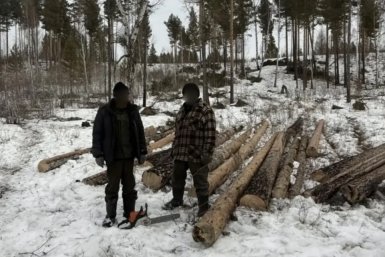 Рубка леса МВД по Забайкальскому краю