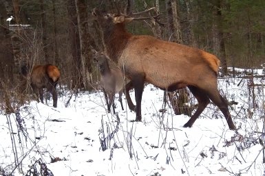 Тематическое фото ФГБУ &quotЗаповедное Приамурье&quot