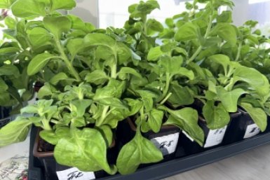 Когда высаживать рассаду, чтобы не заморозить урожай