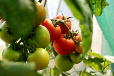 Не залюбите росточки сразу: 1 секрет ухода от деда Егора — каждый куст ломился от помидор летом