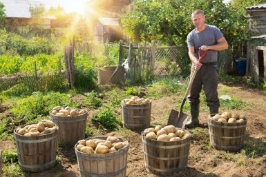 ТОП-3 ошибки при посадке картофеля: исправил и собираю 160 вёдер с 4 соток ИИ GigaChat (18+)