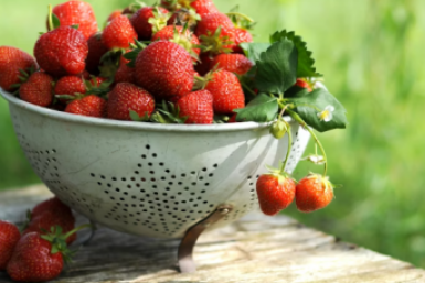 Март — решающий месяц для клубники: 3 простых шага, и летом ягоды будут крупными и сладкими