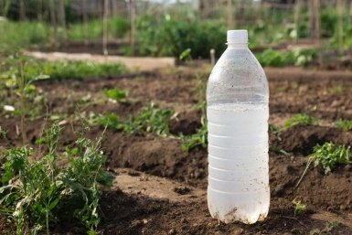 Муравьи сбегут навсегда: 30 г крупы в бутылку - сладкий мощный раствор