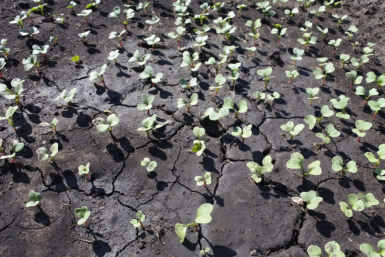 Затмит навоз и компост вместе взятых: после схода снега кидаю на все грядки — почва дышит, как пуховое одеяло