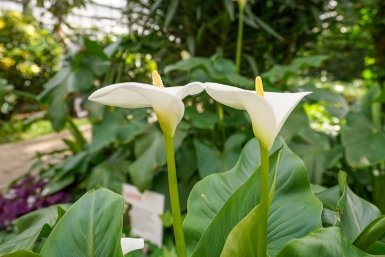 Москвичи выберут самую красивую оранжерею столицы