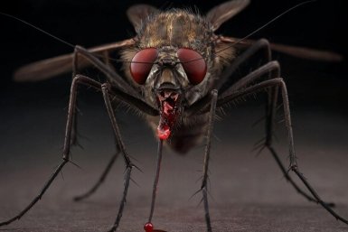 Грозит ли нашествие комаров Крыму, объяснил ученый