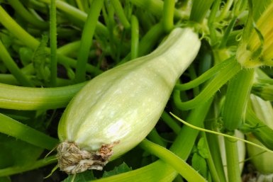 Сею 3 ранних сорта кабачков – раздаю соседям первой: плоды уже через месяц