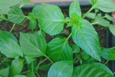 Через неделю после всходов перцу - обязательно: по 1 ложке под корень - и рассада попрет как на дрожжах, крепкая и мощная