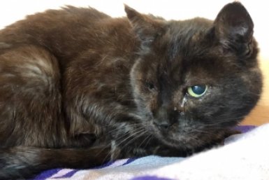 Сбил кота Пирата и даже не остановился водитель в Севастополе