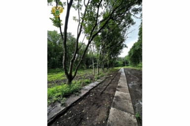 Застройщик выплатит 3,9 млн рублей за незаконную вырубку деревьев на Ставрополье