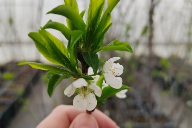 Цветов полно, а ягод пшик: 5 дурных соседей оставляют без вишни — что нельзя сажать ближе 3 м