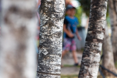 Весна, ветер и пыльца: почему аллергикам пора готовить носовые платки