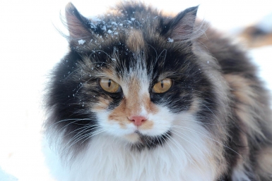 Пустыня удивила: седьмой снегопад за 40 лет накрыл знаменитые дюны