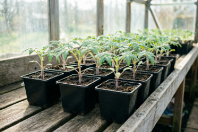 Как появятся первые "петельки" томатов – непременно: 3 процедуры для крепкой рассады