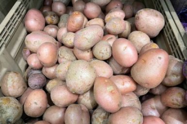 Колорадский жук боится этого запаха как огня: что посадить рядом с картофелем - защита на 98%