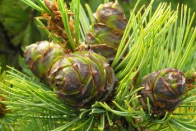 Мешками везу хвойный опад из леса и засыпаю грядки - и клубника больше не гниет, а слизни исчезли