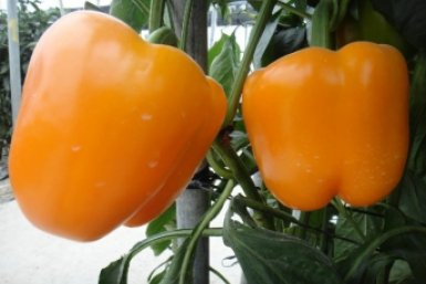 Гиганты размером с ладонь: эти 2 сорта перцев выдают по 20 кг с метра и не боятся болезней