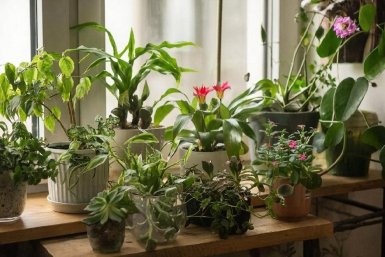Простуды обойдут стороной: домашние растения, которые укрепляют иммунитет