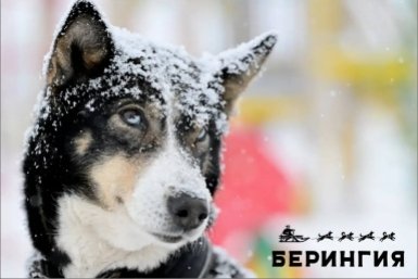 &quotБерингия-2026&quot Оргкомитет гонки