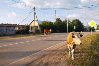 Фермеры пожаловались на бесхозных бурёнок главе Бурятии