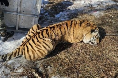 Раненый тигр, убивший человека в Чугуевском округе, изъят из дикой природы