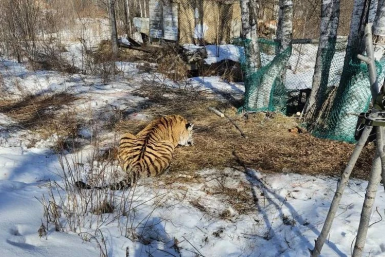 Напавший на человека в Чугуевском округе тигр изъят из дикой природы тг-канал (18+) МинПрироды25