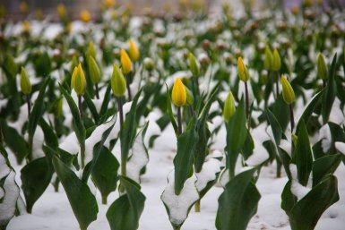 Погода Артём Хорошилов  , ИА Stavropol.Media