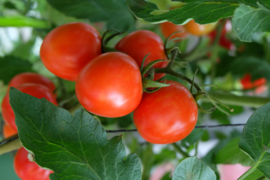 Сажаю в марте черри: удачные даты подарят урожай слаще конфет, а дети едят прямо с куста