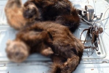 В районе имени Лазо сотрудники полиции задержали подозреваемого в незаконной охоте Пресс-служба УМВД России по Хабаровскому краю