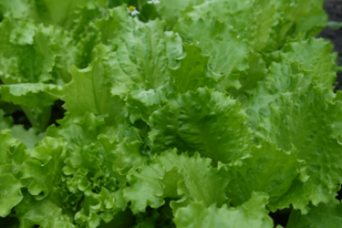 3 трюка и листья салата попрут в росте — выращиваем сочную зеленушку без суматохи в кротчайшие сроки