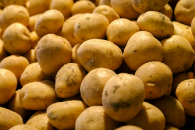 Дачники, это не картофель, а настоящий богатырь: Клубни крупные, как кулак — урожайность до 500 ц/га