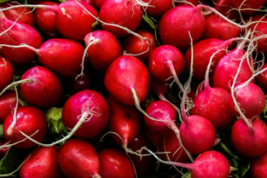 Не редис, а хрустящее блаженство: Сочный, как арбуз — урожай скороспелый, до 5 кг/м²