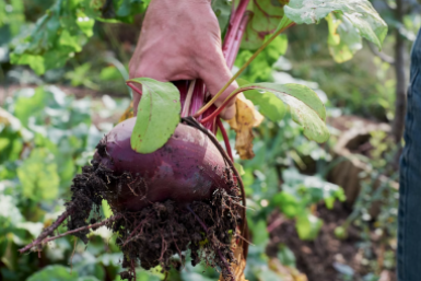Дачники, это не свёкла, а бордовый мёд: Мякоть сочная и яркая — урожай щедрый, до 12 кг/м²