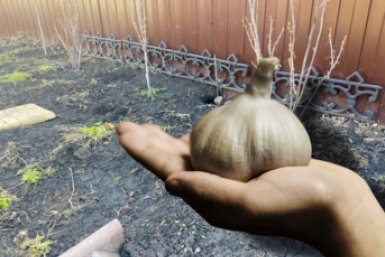 Разведите 2 ложки в ведре воды - чеснок будет с кулак: мартовская подкормка ИА KrasnodarMedia, Akinori UEMURA/unsplash