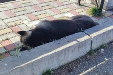 За нападение собаки на девочку на Ставрополье администрация заплатит компенсацию