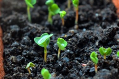 Эти фатальные ошибки убьют ваш огород: что нельзя делать в марте, чтобы не лишиться урожая