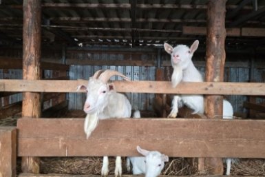 Как получить от 200 тысяч до 30 миллионов на запуск фермы