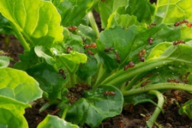 Муравьи на дух не переносят 2 растения: строем покинут участок — сокращение колонии до 80%