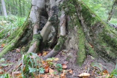 Пьяного автоугонщика нашли спящим в лесу полицейские Ставрополья